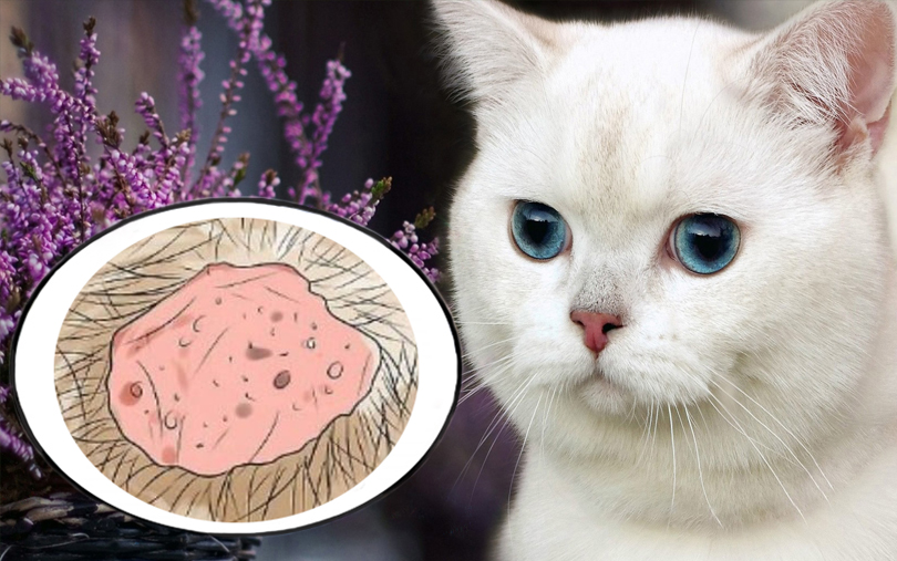 Блог :: Консультации ветеринара :: Вопросы о кошках :: Аллергия