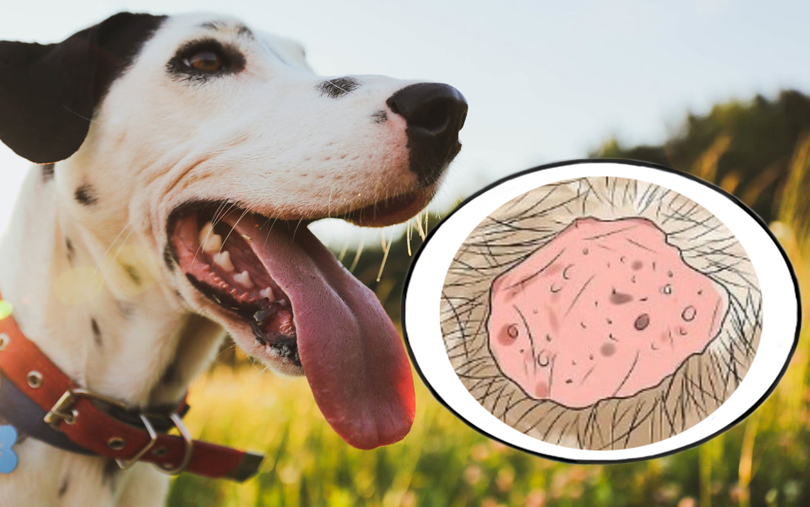 Блог :: Консультации ветеринара :: Вопросы о собаках :: Аллергия