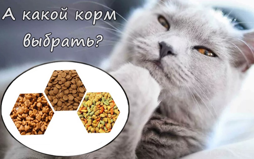 Блог :: Консультации ветеринара :: Вопросы о кошках :: Подбор корма