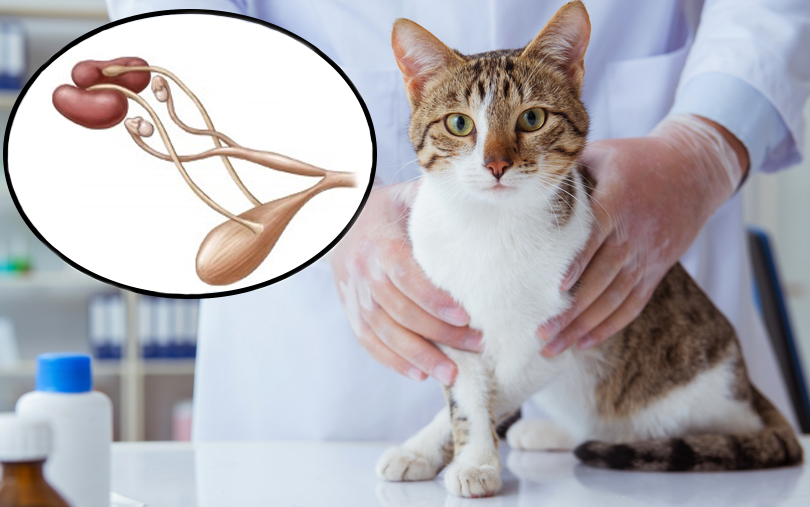 Блог :: Консультации ветеринара :: Вопросы о кошках :: МПС