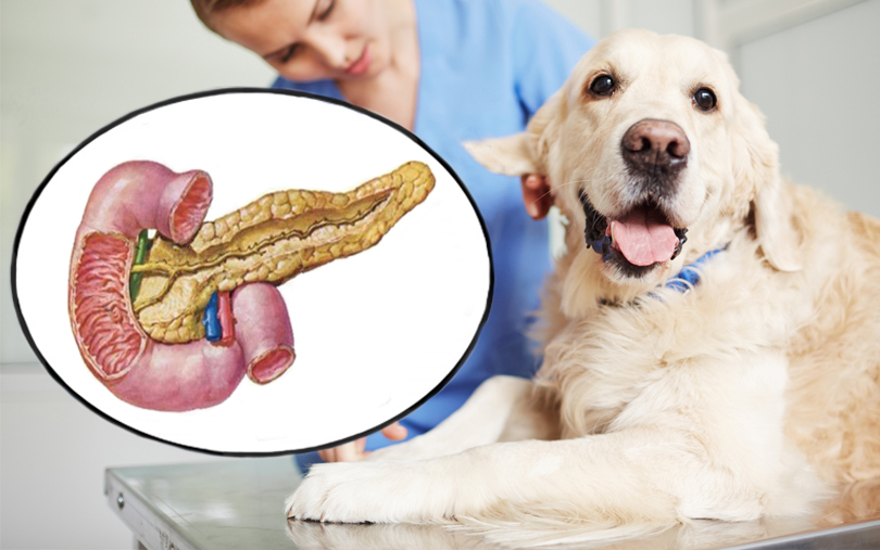 Панкреатит у собак — виды, симптомы, методы лечения